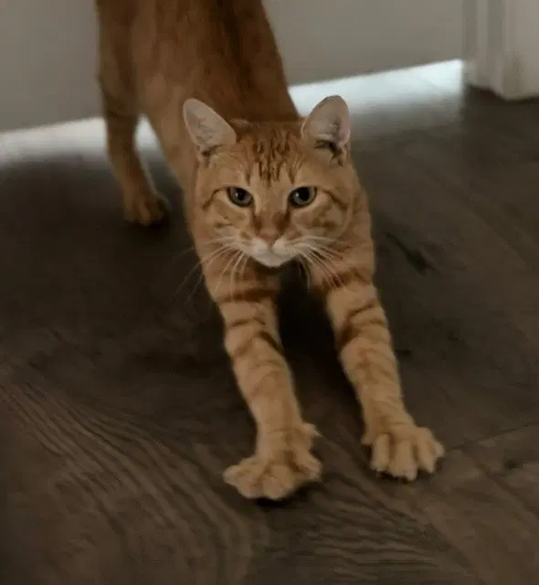 Meatball, a young male Tabby cat up for adoption
