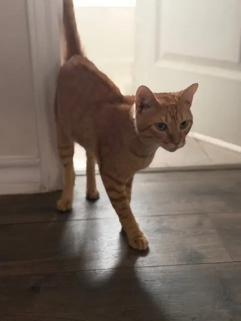 Meatball, photo 2