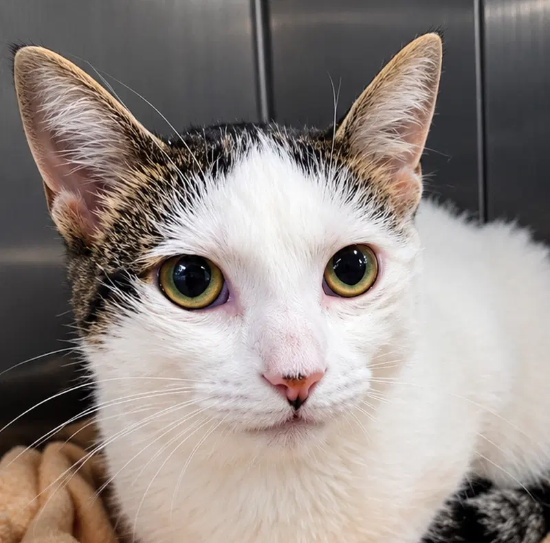 Xao, an adult female cat up for adoption