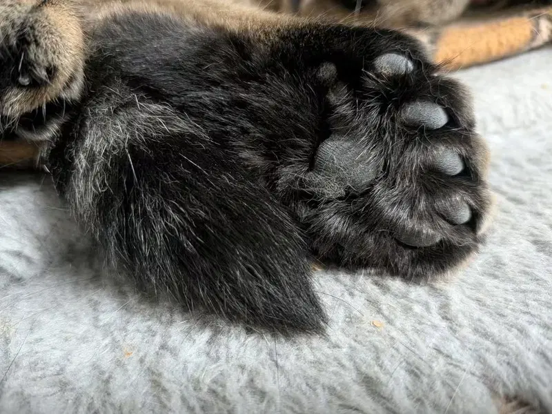 Toes, photo 4