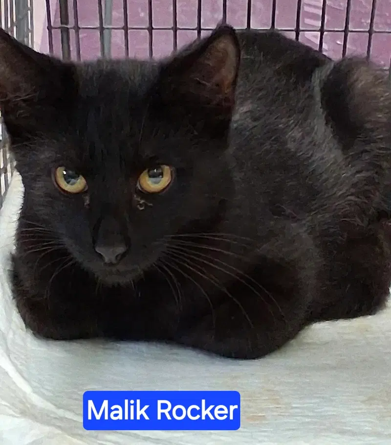 Malik Rocker, photo 3