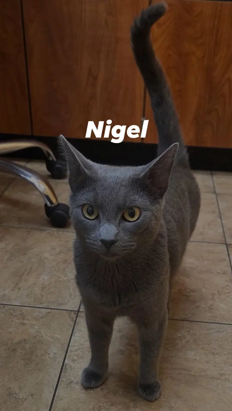Nigel, an adult male cat up for adoption
