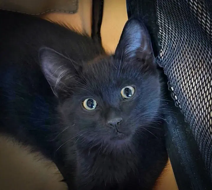 Salami, a male kitten up for adoption
