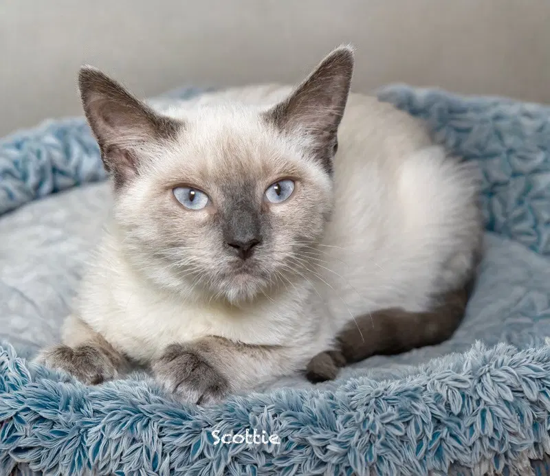Scottie, a young male cat up for adoption