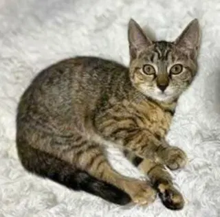 Nyx, photo 2