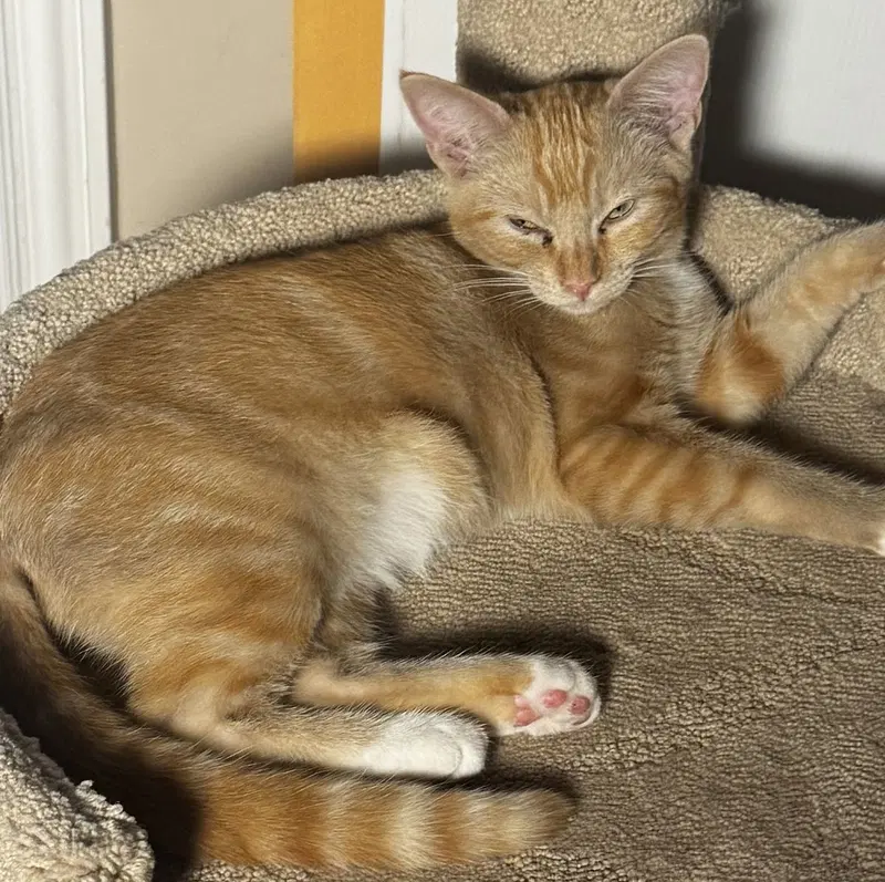 Willie, photo 3
