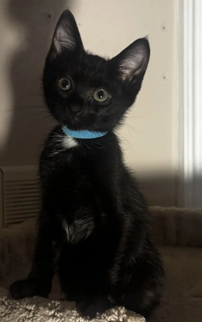 Rogue, a male kitten up for adoption