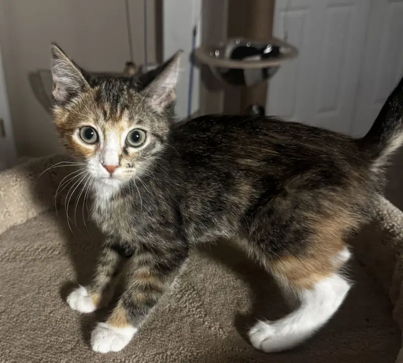 Baguette, a young female cat up for adoption