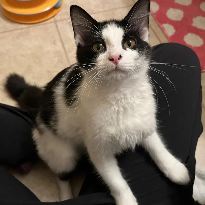 Cheese, a female Tuxedo kitten up for adoption
