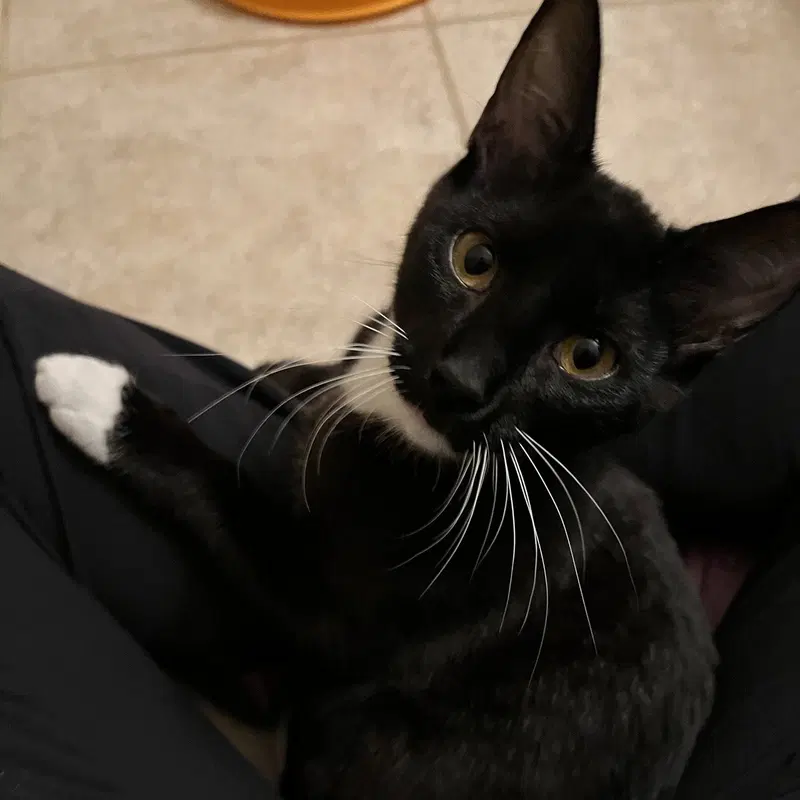 Macaroni, a female Tuxedo kitten up for adoption
