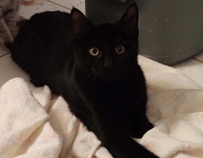 Elvis, a cat up for adoption