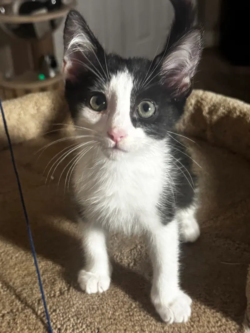 Malarkey, a male kitten up for adoption