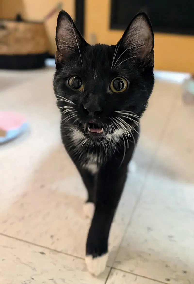 Milo, photo 4