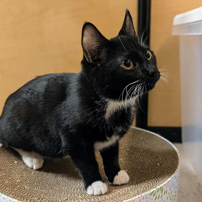 Milo, photo 3