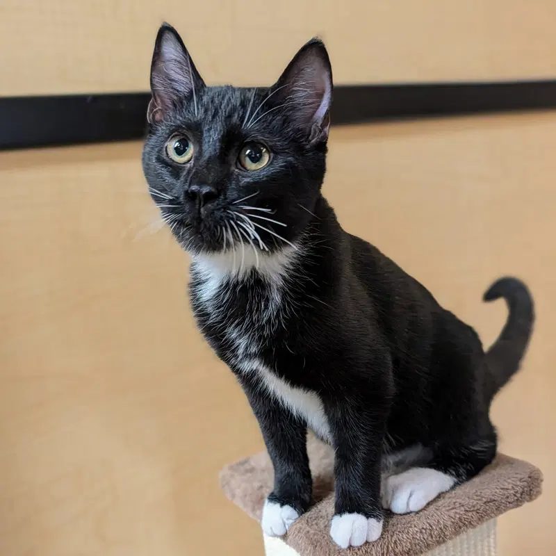 Milo, a male Tuxedo kitten up for adoption