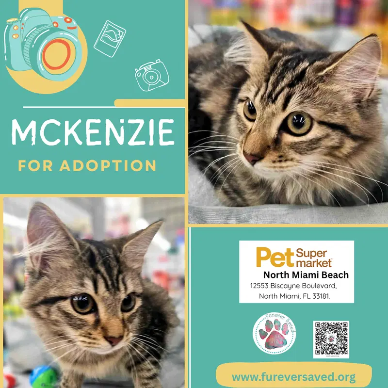McKenzie, a female kitten up for adoption