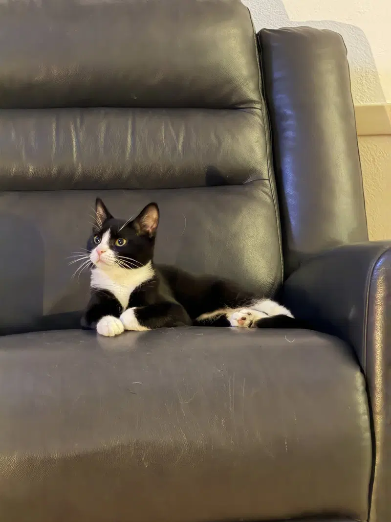 Sourdough Starter, a young male Tuxedo cat up for adoption