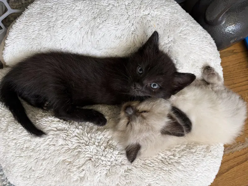 Grogu & Toro, photo 4