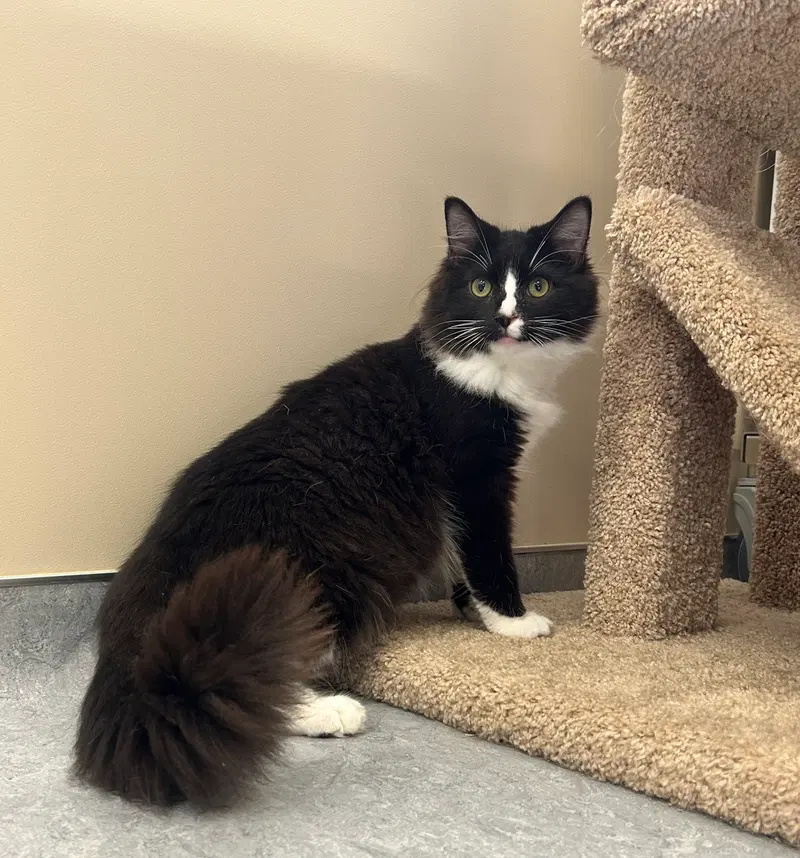 Silas, a young male cat up for adoption
