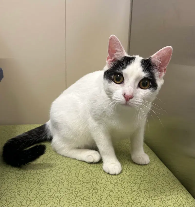 Chester, a young male cat up for adoption