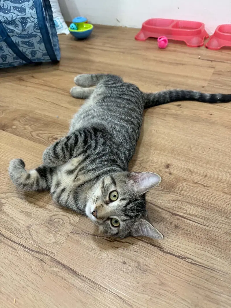 Turbo, a male kitten up for adoption