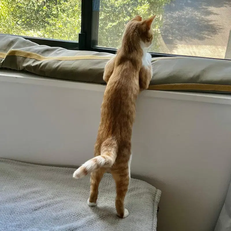 Ginger, photo 4