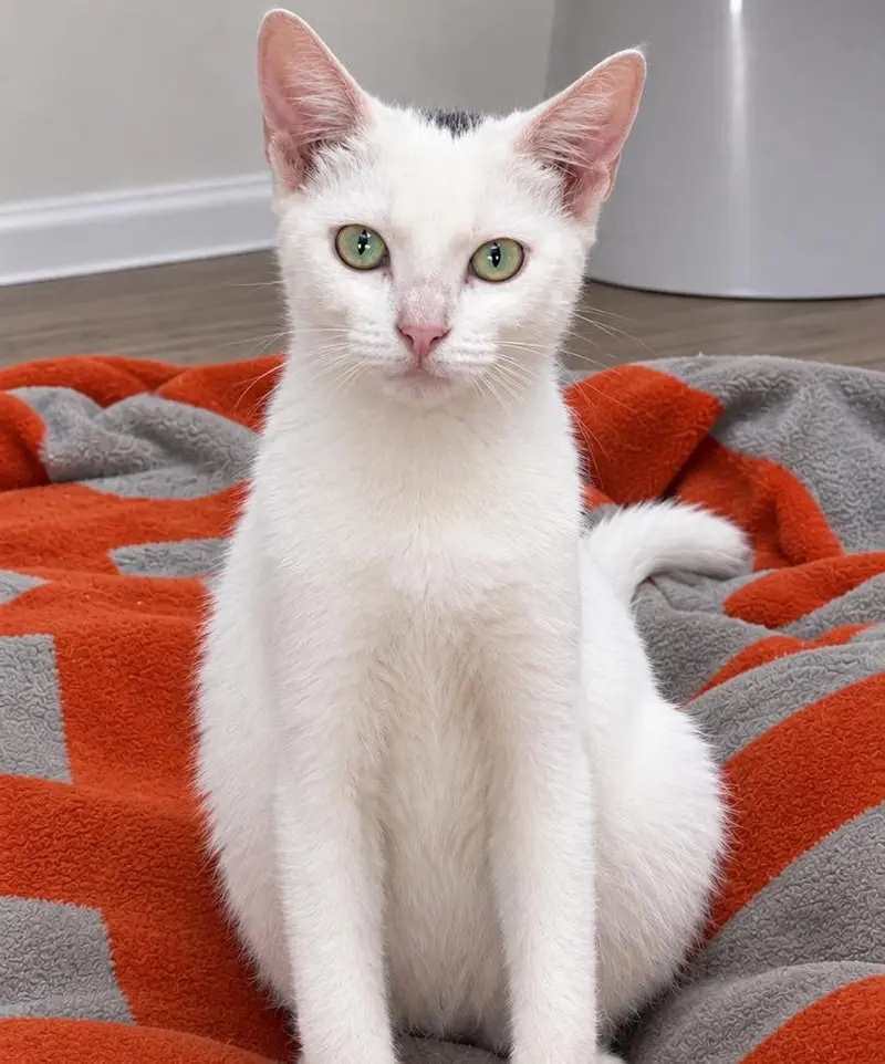 Pasie, a female kitten up for adoption