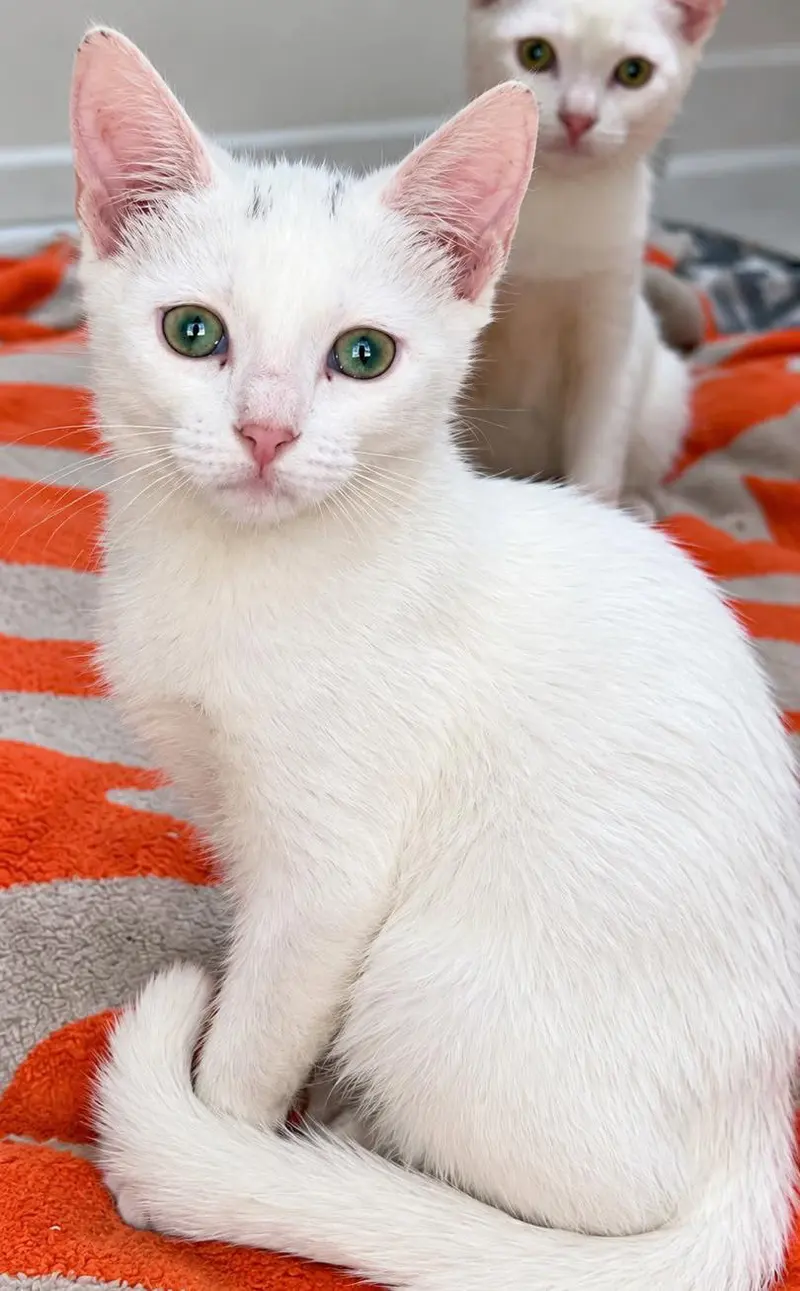 Prissy, a female kitten up for adoption