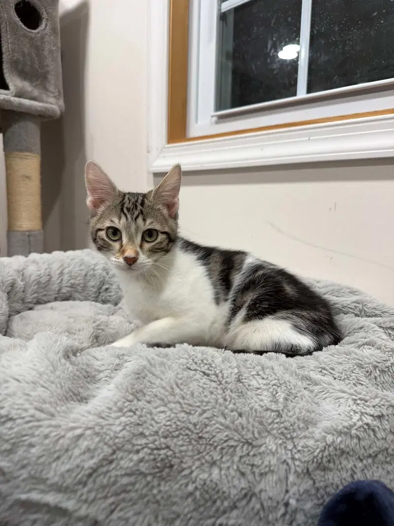 Greyson, a male kitten up for adoption