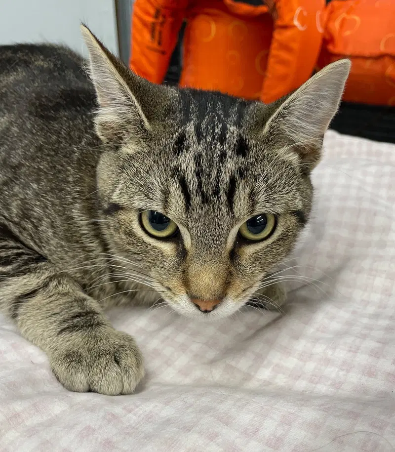 Wrench, a male Tabby kitten up for adoption