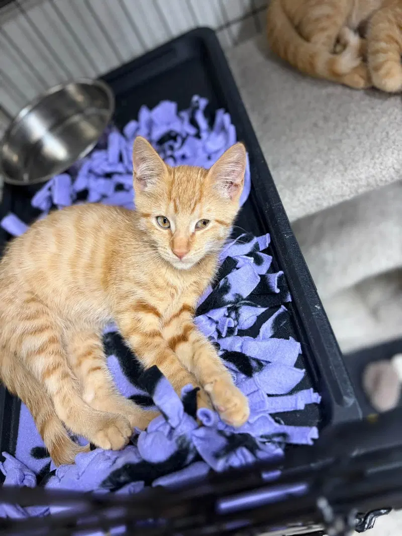 Penny and Daisy, male Tabby kittens up for adoption