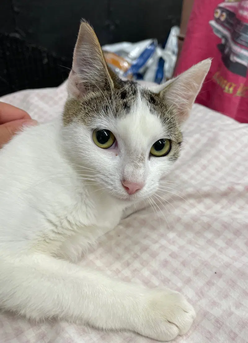 Whimsy, a female Tabby kitten up for adoption