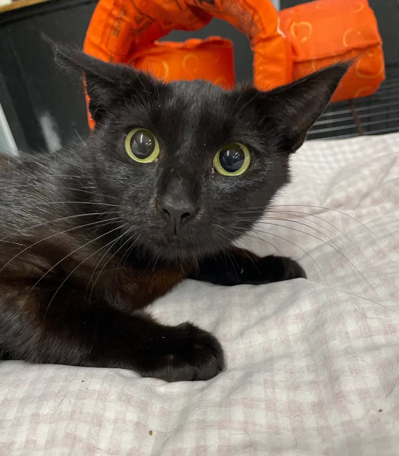 Whispy, a female kitten up for adoption