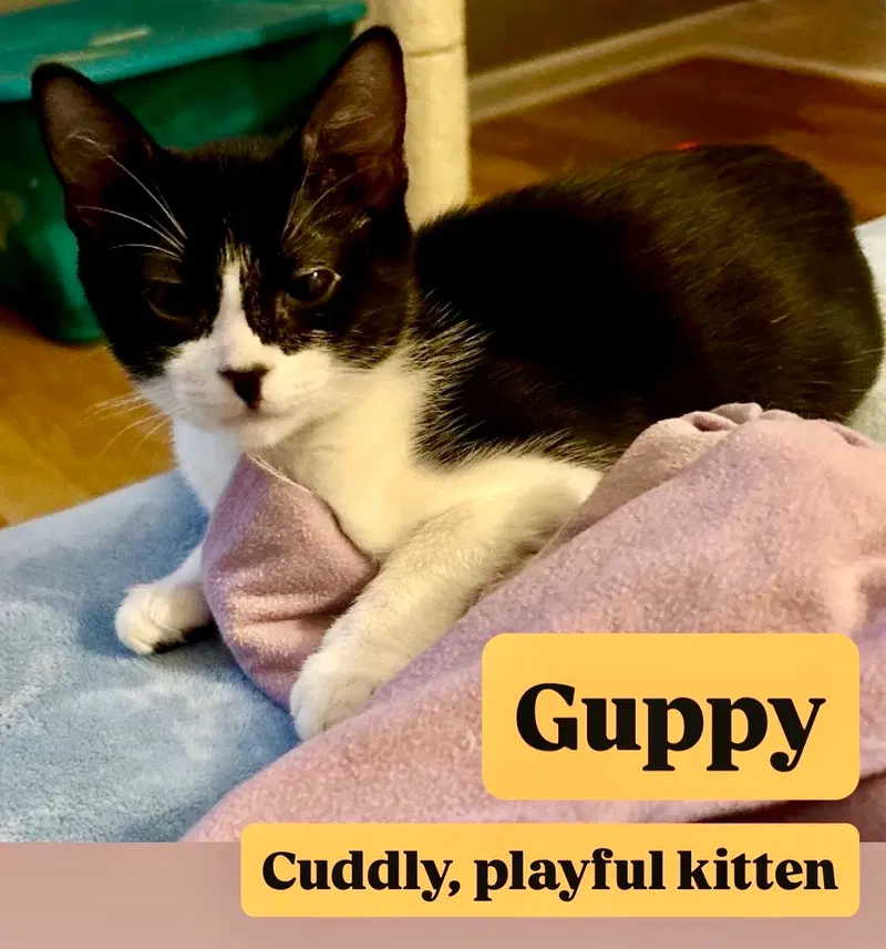 Guppy, a female kitten up for adoption
