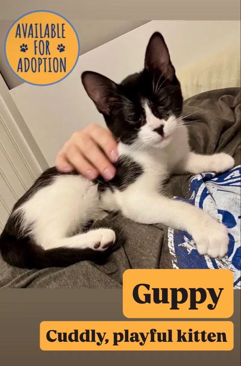 Guppy, photo 2