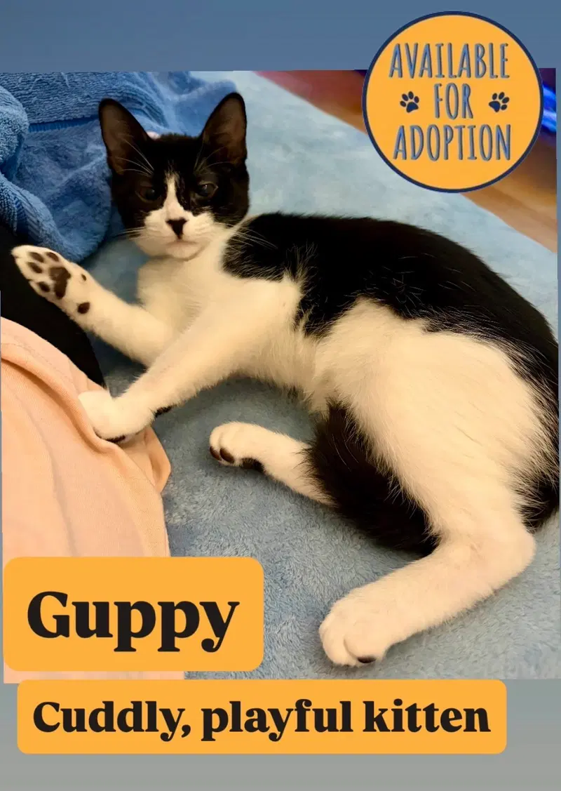 Guppy, photo 3