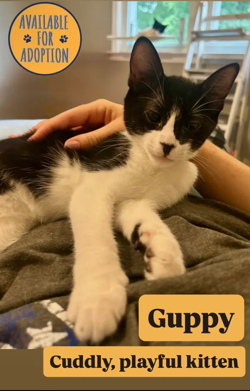 Guppy, photo 4