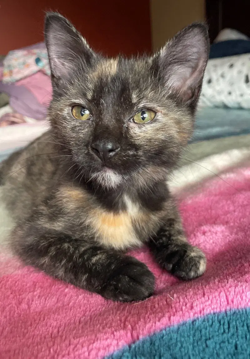 Racoon, a female Tortoiseshell kitten up for adoption