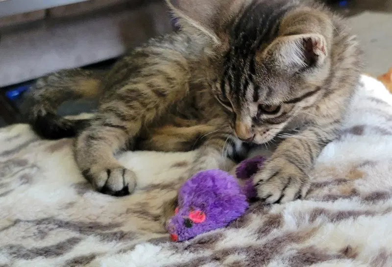 Charm, a female kitten up for adoption