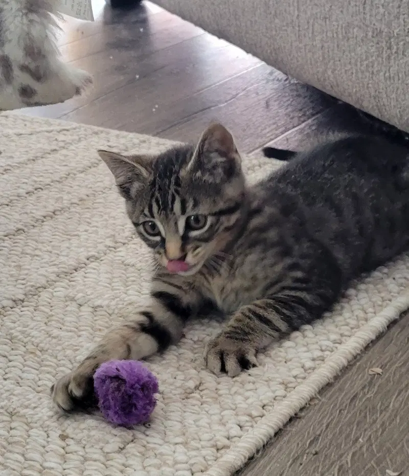 Lucky, a female kitten up for adoption