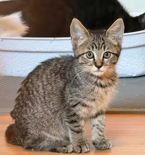 Watch the video of Cookie