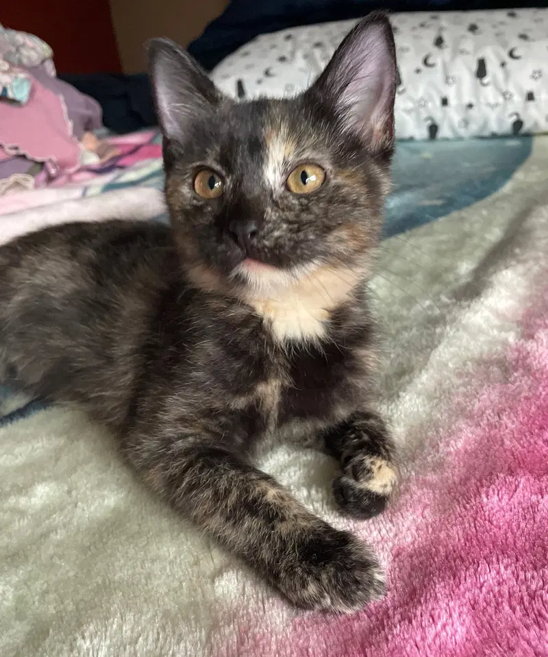 Rabbit, a female Tortoiseshell kitten up for adoption