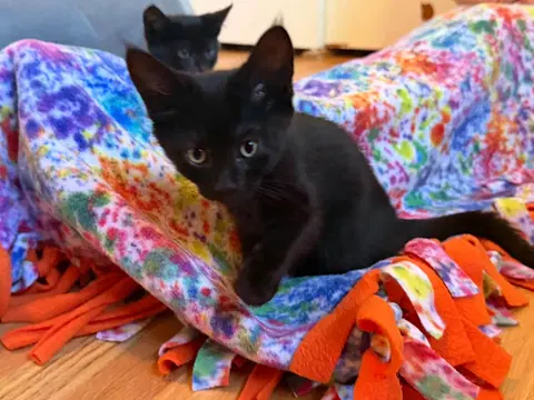 Watch the video of Shadow