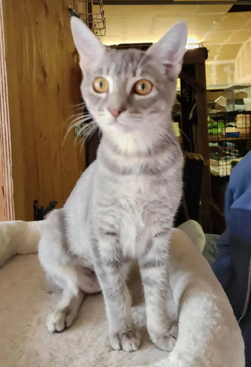 Pebbles and Mochi, female Tabby kittens up for adoption