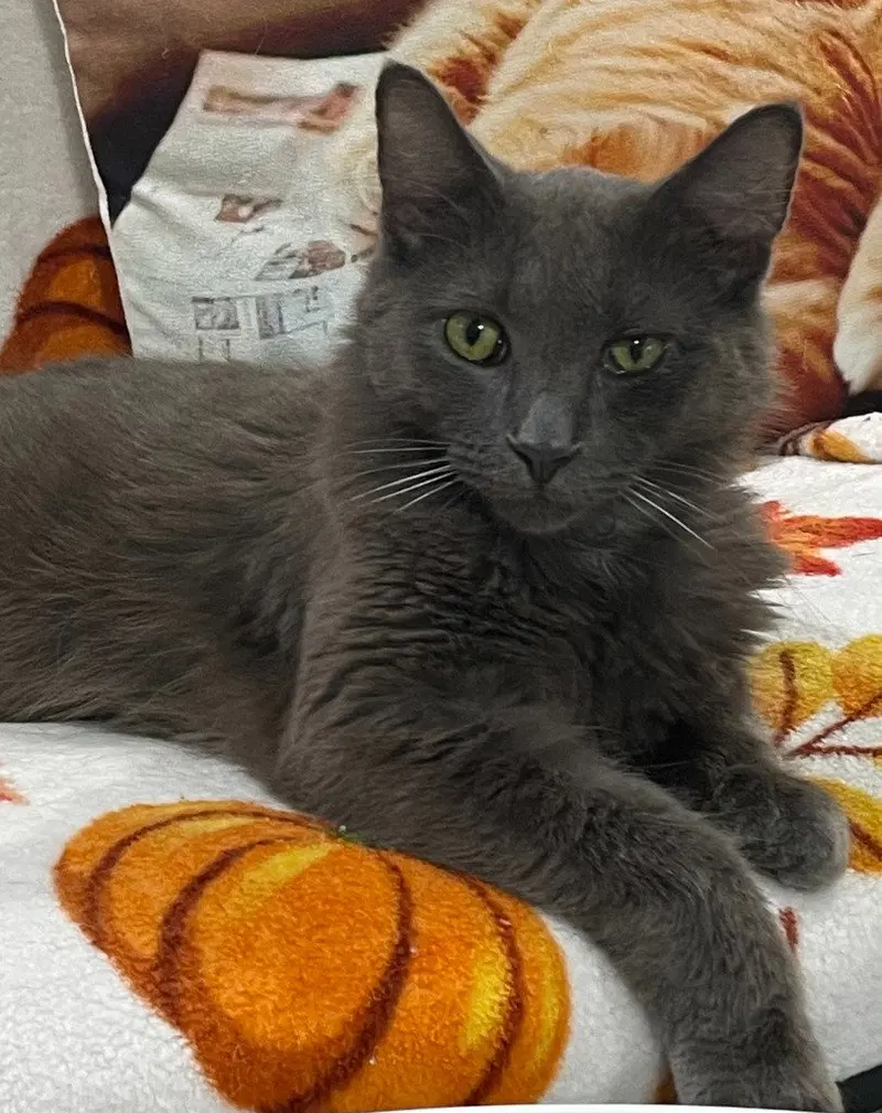 Jules IN FOSTER, a young male cat up for adoption