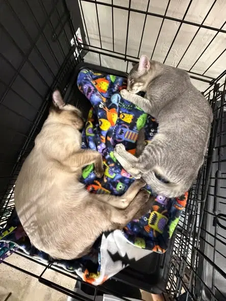 Mochi and Pebbles, photo 4