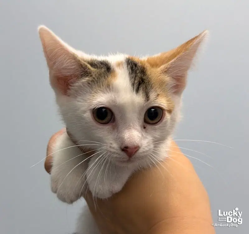Hazel, a female kitten up for adoption