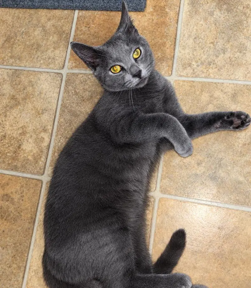 Blue, a male kitten up for adoption