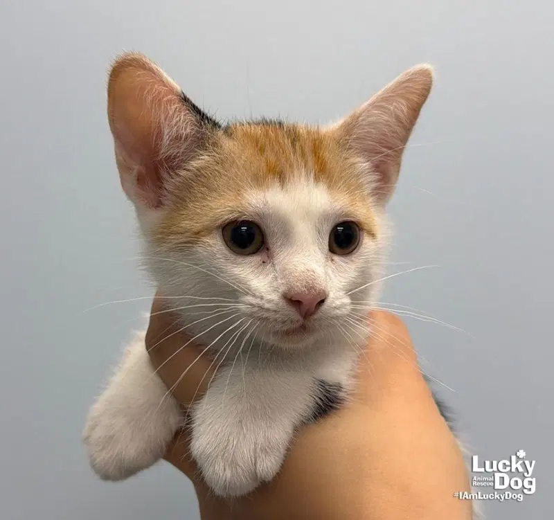 Heidi, a female kitten up for adoption