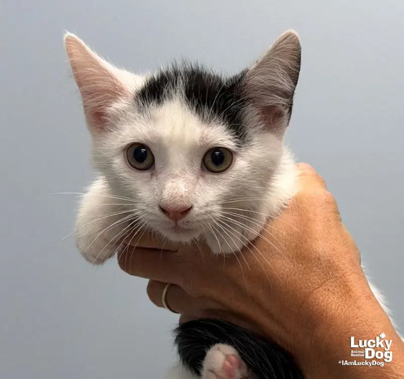Homer, a male kitten up for adoption